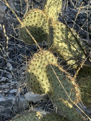 Opuntia strigil