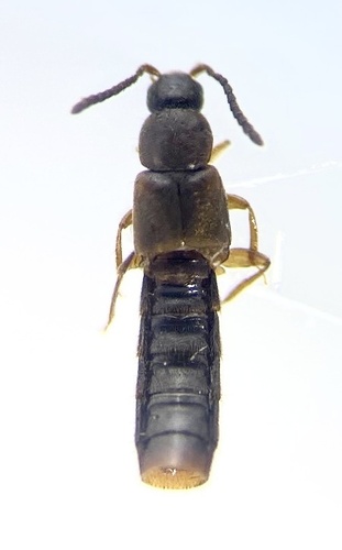 Philhygra proterminalis