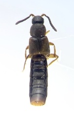 Philhygra proterminalis
