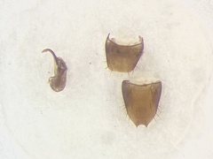 Philhygra proterminalis