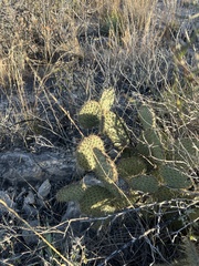 Opuntia strigil