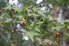 Acer oliverianum
