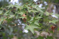 Acer oliverianum