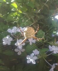 Argiope trifasciata