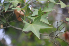 Acer oliverianum
