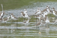 Calidris ruficollis