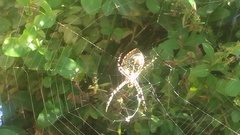 Argiope trifasciata