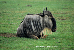 Connochaetes taurinus albojubatus