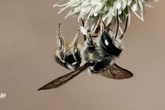Litomegachile