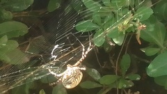 Argiope trifasciata