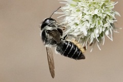 Litomegachile