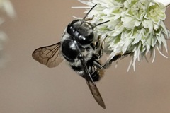 Litomegachile