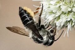 Litomegachile