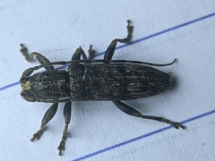 Lamiinae