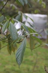 Beilschmiedia roxburghiana