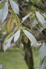 Beilschmiedia roxburghiana