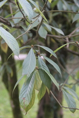 Beilschmiedia roxburghiana