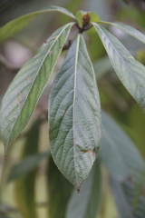 Beilschmiedia roxburghiana