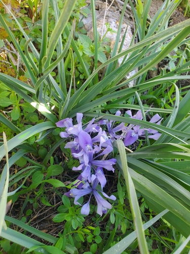Iris vartanii, photograph 3