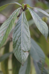Beilschmiedia roxburghiana