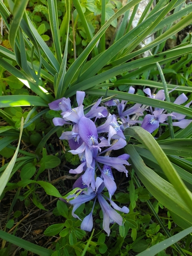 Image of Iris vartanii by (c) Mitch Van Dyke, some rights reserved (CC BY)