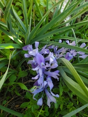 Iris vartanii
