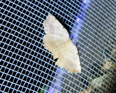 Eilicrinia trinotata