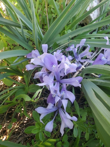 Image of Iris vartanii by (c) Mitch Van Dyke, some rights reserved (CC BY)
