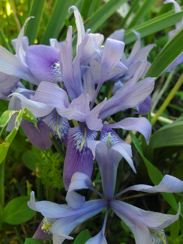 Image of Iris vartanii by (c) Mitch Van Dyke, some rights reserved (CC BY)