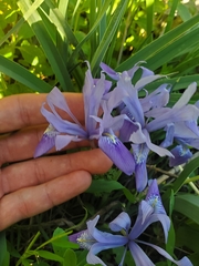 Iris vartanii