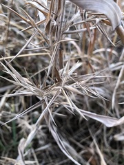 Dichanthelium