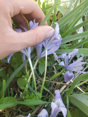 Image of Iris vartanii by (c) Mitch Van Dyke, some rights reserved (CC BY)