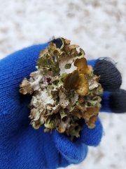 Parmotrema perforatum