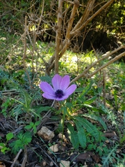 Anemone coronaria