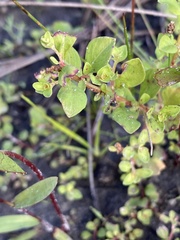 Ludwigia repens