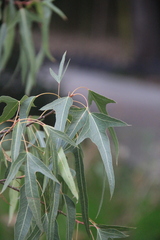 Brachychiton diversifolius