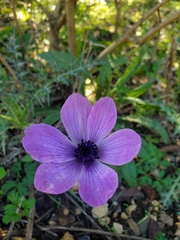 Anemone coronaria
