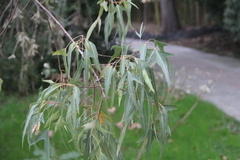 Brachychiton diversifolius