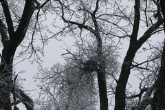 Loranthus europaeus