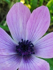 Anemone coronaria