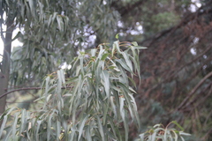 Brachychiton diversifolius