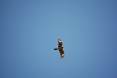 Falconiformes