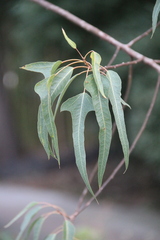 Brachychiton diversifolius
