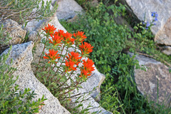 Castilleja applegatei viscida