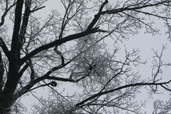 Loranthus europaeus