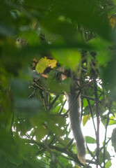 Plecturocebus caquetensis