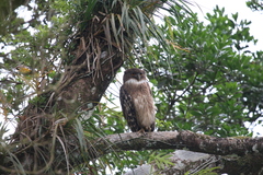 Ketupa zeylonensis
