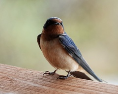 Hirundo rustica erythrogaster