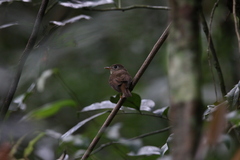 Muscicapa muttui