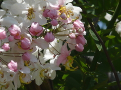 Cassia